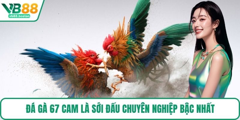 Đá Gà 67 Cam là sới đấu chuyên nghiệp bậc nhất