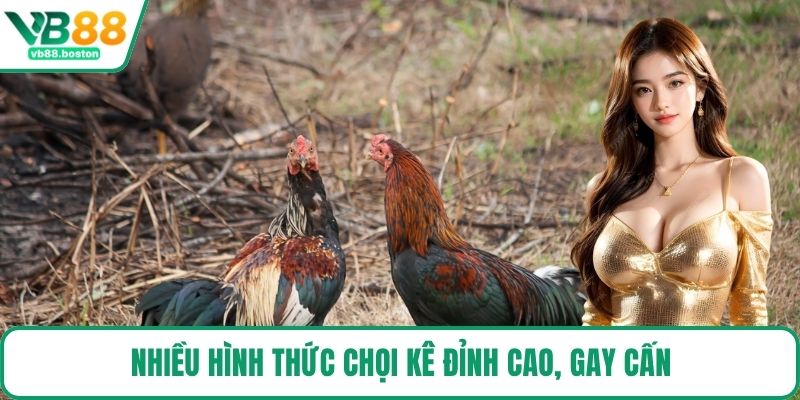 Nhiều hình thức chọi kê đỉnh cao, gay cấn